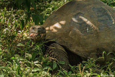 Galapagos Giant Tortoise,  Santa Clara  8