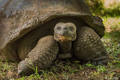 Galapagos Giant Tortoise,  Santa Clara  10