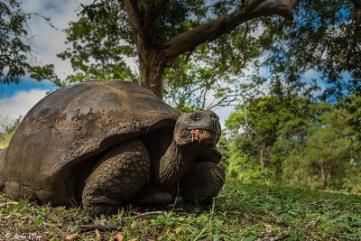 Galapagos Giant Tortoise,  Santa Clara  14