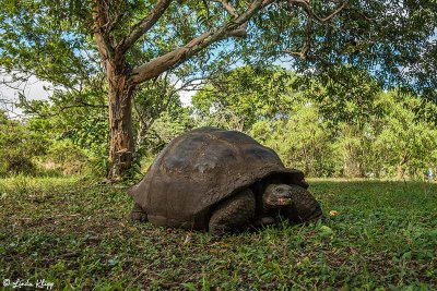 Galapagos Giant Tortoise,  Santa Clara  16