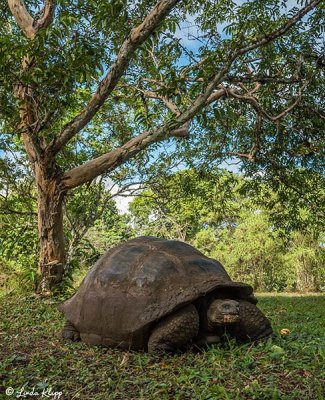 Galapagos Giant Tortoise,  Santa Clara  17