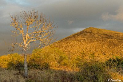 Puerto Egas, Santiago Island 4