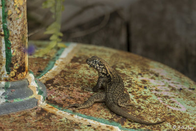 Curly-Tailed Lizard  9