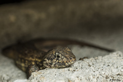 Curly-Tailed Lizard  10