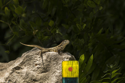 Curly-Tailed Lizard  11