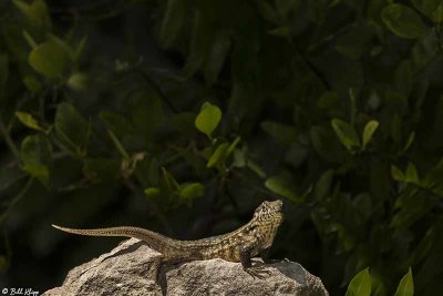 Curly-Tailed Lizard  12