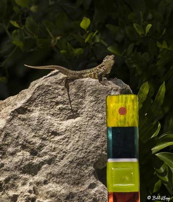 Curly-Tailed Lizard  13