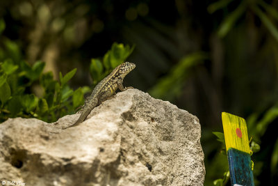 Curly-Tailed Lizard  14