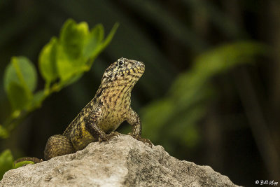 Curly-Tailed Lizard  15