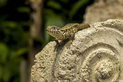 Curly-Tailed Lizard  16