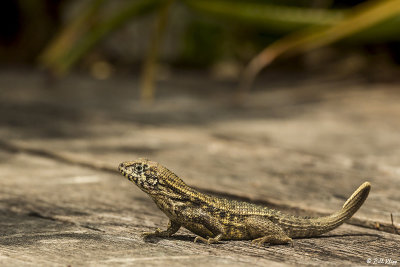 Curly-Tailed Lizard  17