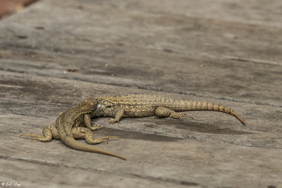 Curly-tailed Lizard Territorial Fighting  1