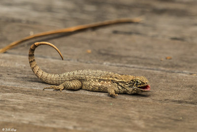 Curly-Tailed Lizard  19