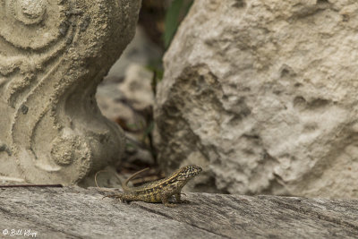 Curly-Tailed Lizard  20