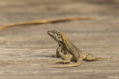 Curly-Tailed Lizard  22