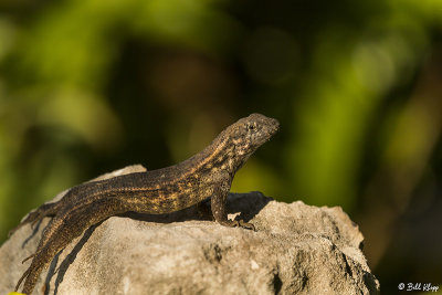 Curly-Tailed Lizard  24