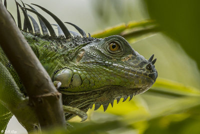 Green Iguana  40