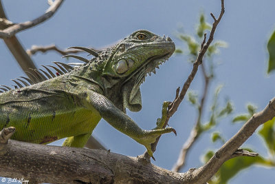 Green Iguana 39