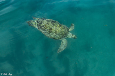 Green Sea Turtle, Marquesas Keys  1