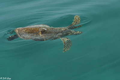 Green Sea Turtle, Marquesas Keys  2