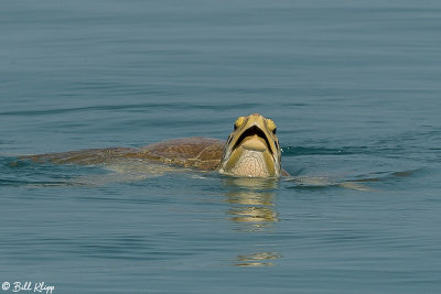 Green Sea Turtle, Marquesas Keys  4
