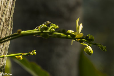 Bark Anole on Orchid  1