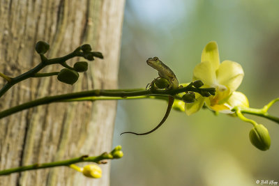 Bark Anole on Orchid  3