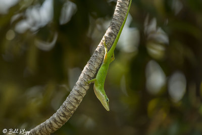 Green Anole  13