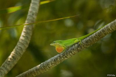 Green Anole with extended Dewlap  12