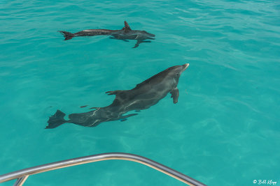 Bottlenose Dolphins, Marquesas Keys 8