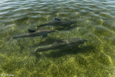 Bottlenose Dolphins, The Lakes 1