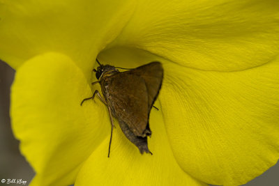 Butterfly on Butterfly on Dipladenia Flower 1