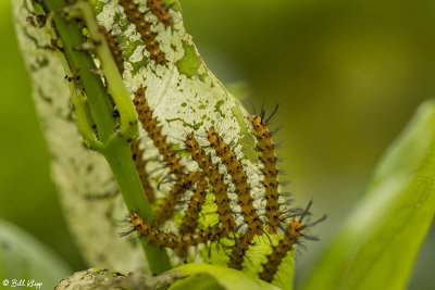 Oleander Caterpillars 2