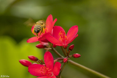 Bee on Red Flower 1