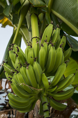 Bananas  1