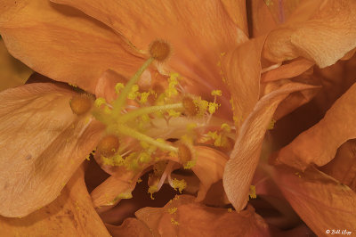 Hibiscus Flower  10