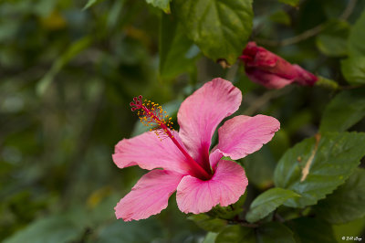 Hibiscus Flower  9