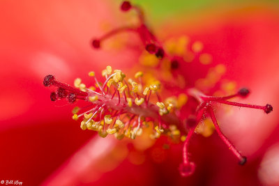 Hibiscus Flower  6