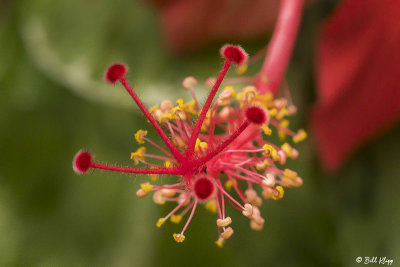 Hibiscus Flower  5