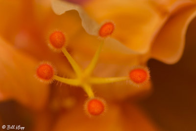 Hibiscus Flower  4