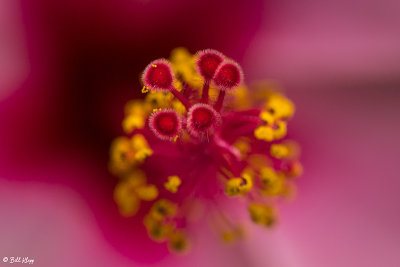Hibiscus Flower  2