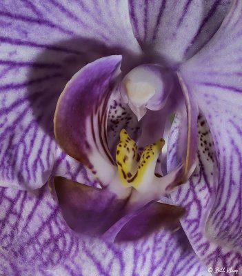 Purple Orchid   4