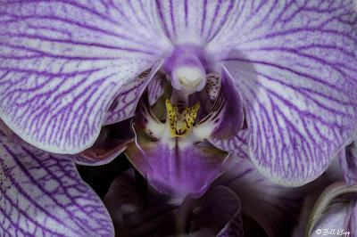 Purple Orchid   6
