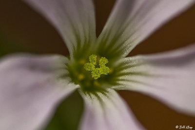 White Flowers   1