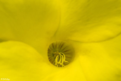 Yellow Dipladenia Flower  1