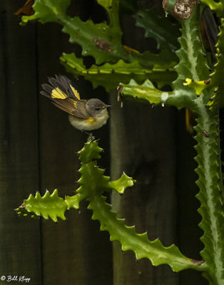 American Redstart, Female  1