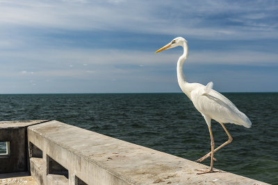 Great White Heron  7