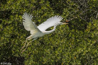 Great White Heron, Mud Keys   10