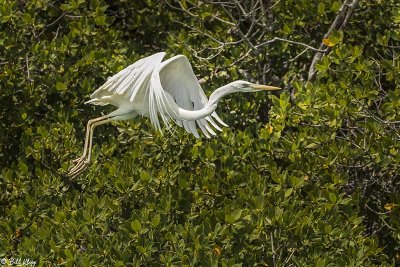 Great White Heron, Mud Keys   11