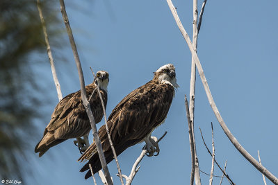 Ospreys, Split Rock  12